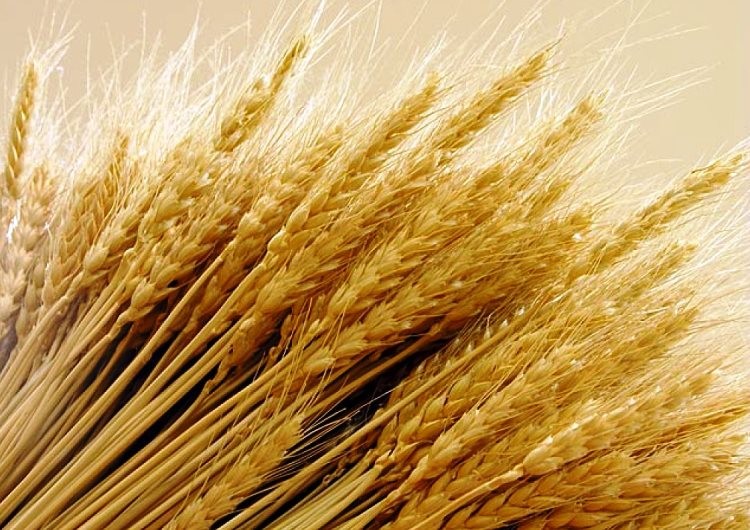 Comer sin Gluten - Dieta - Gluten free - 10 cosas que le pasarán -