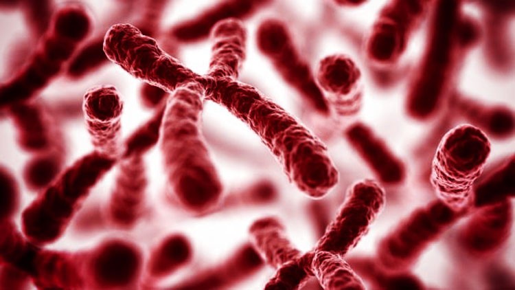 Descubren que los cromosomas rara vez toman la forma de una X