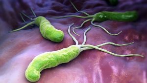 Ecología microbiana: microbios intestinales humanos asociados con la obesidad