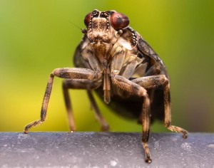 Encuentran sistema de engranaje en un insecto “Issos coleoptratus”