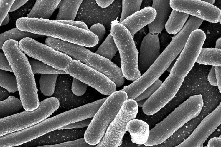 Las bacterias pueden generar energía a partir de las aguas residuales