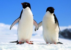 Penguin 2. Para los que no saben que es