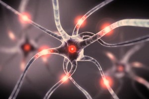 Activar determinadas neuronas suprimiría el apetito