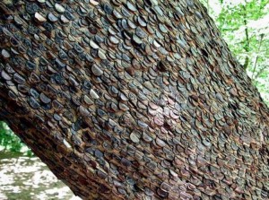 Dinero de los árboles, sandías cuadradas y frutas que valen el precio de un auto