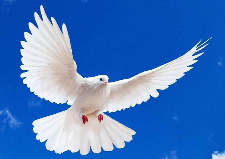 "El pájaro blanco que trajo paz"