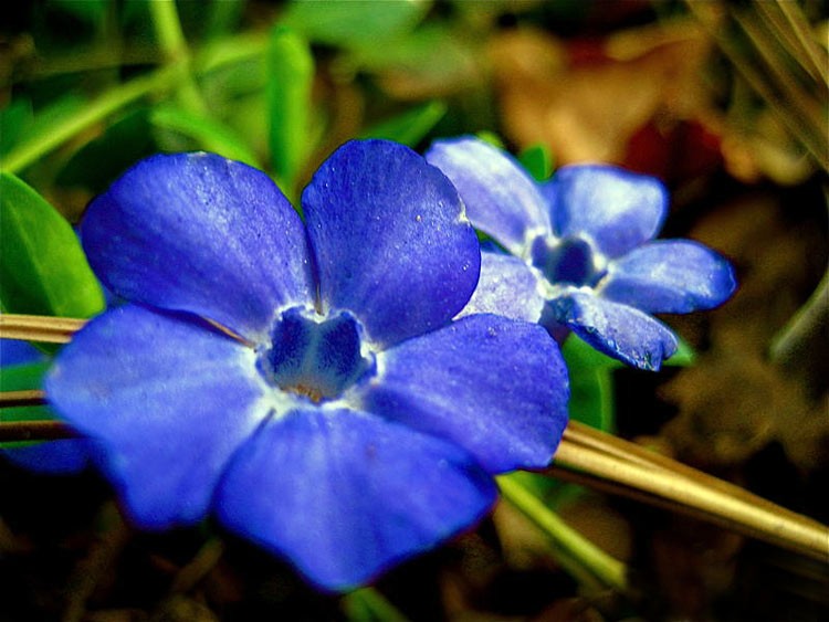 ¿Es el Vinpocetine la respuesta a la niebla del cerebro, problemas cognitivos y de memoria?