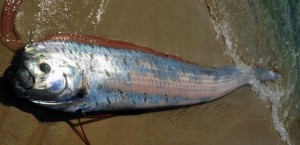 Relacionan serpiente marina gigante hallada con la falla de San Andrés