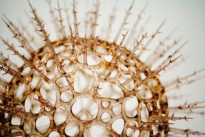 Estados Unidos aprueba medicamentos orales potentes para la hepatitis C, primera cura en la historia para una enfermedad viral