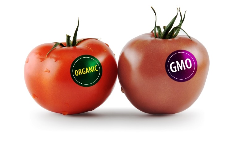 GMO Monsanto