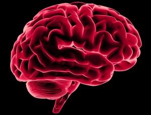 Personas sociables tienen cerebros más grandes