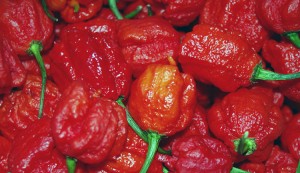 Qué sucede cuando usted come un Carolina Reaper el pimiento más picante del mundo