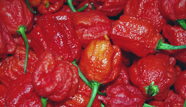 Qué sucede cuando usted come un Carolina Reaper el pimiento más picante del mundo
