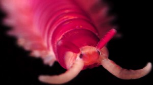 ¿Sangre artificial hecha de Gusanos? Sangre Universal