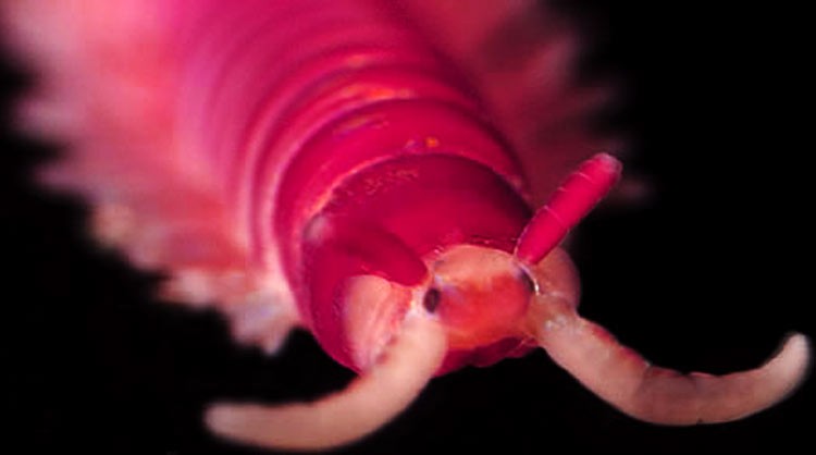 ¿Sangre artificial hecha de Gusanos? Sangre Universal