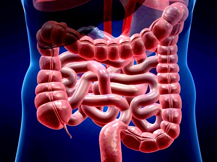 Investigación destapa el eje intestino-cerebro