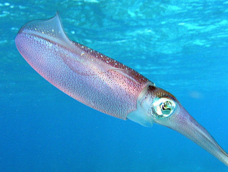 cuttlefish