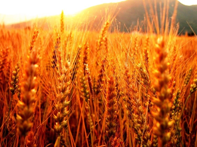 El trigo es una amenaza para todos los humanos, según muestra una investigación