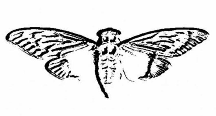 Actualización de la Cicada 3301