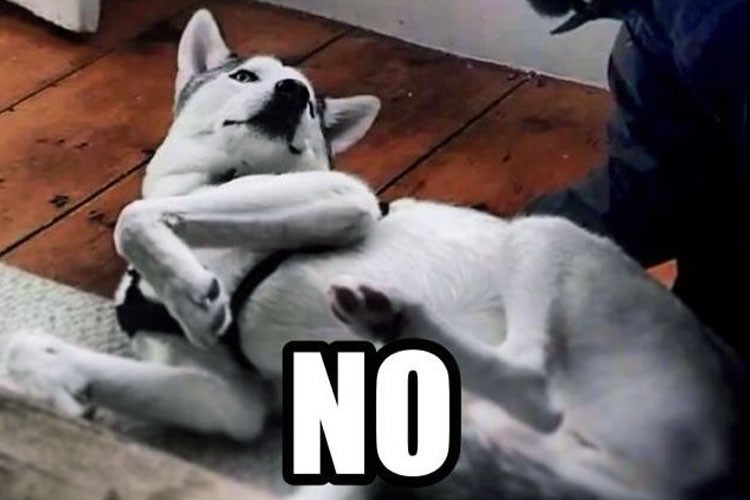 Perro aprende a decirle No