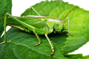 grillos revelan un coro angelical