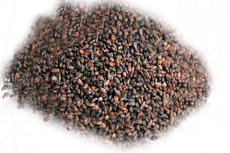 Las Semillas de uva ayudarían contra el cáncer de intestino