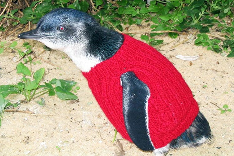 Piden Suéteres para Salvar a los pingüinos