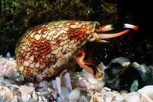 Snail Venom