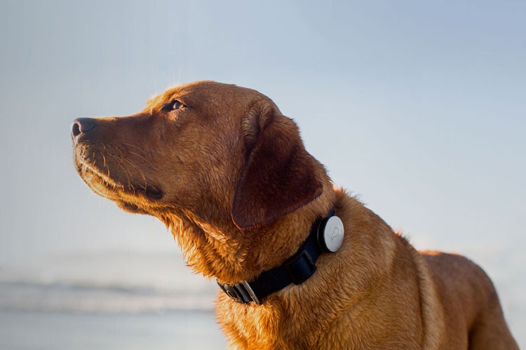 Dispositivo para perros, el futuro de la tecnología portátil