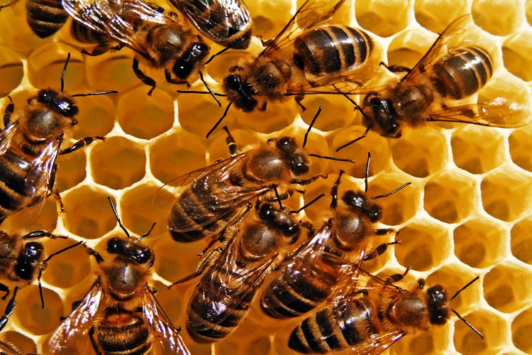Abejas en EE.UU. están peor que sus primas en Kenia