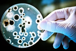 Methylocella silvestris ayudaría contra el calentamiento global