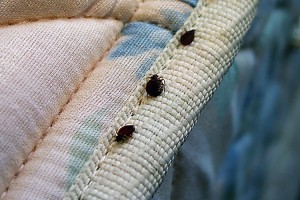 las chinches de la cama