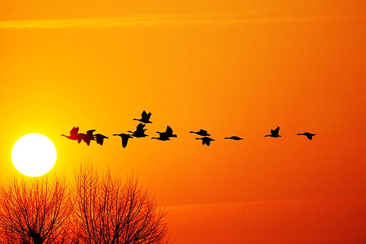 Estudio muestra la adaptación a la radiación en animales