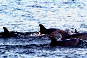 Delfines guían a científicos para rescatar un suicida