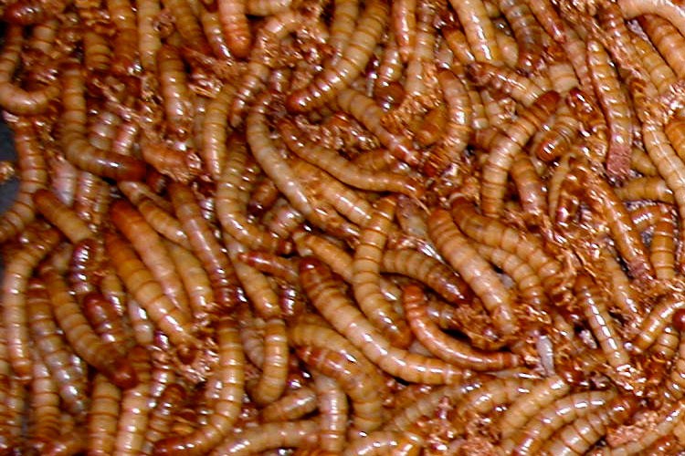 Una dieta de gusanos