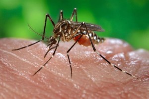 Chikungunya viene a los EE.UU.
