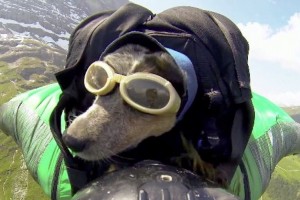 Dean Potter “vuela” con su perra desde Eiger, Suiza