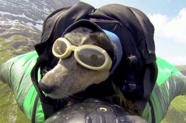 Dean Potter “vuela” con su perra desde Eiger, Suiza