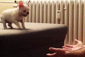 Rocky el tierno cachorro de bulldog que no quiere saltar