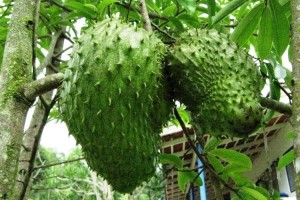 La Graviola es la súper planta anti Cáncer