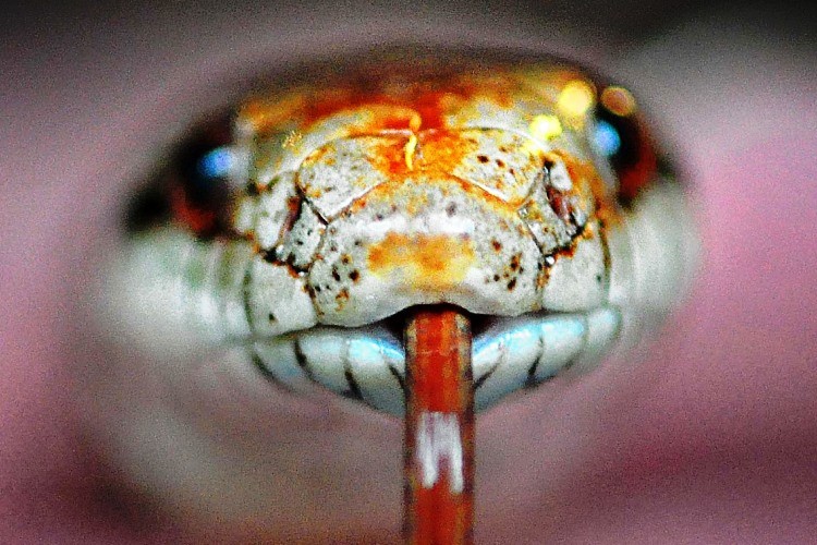 Aun con la cabeza cortada, una cobra mordió y mató a un chef