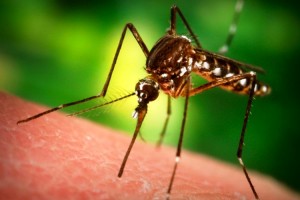 los mosquitos