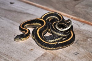 Qué hacer si entra una víbora o serpiente en casa