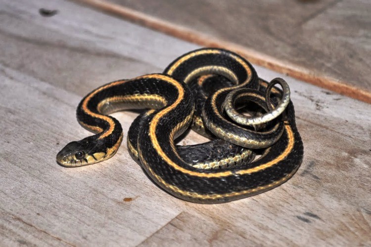 Qué hacer si entra una víbora o serpiente en casa