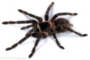 Araña gigante aterroriza a todo mundo
