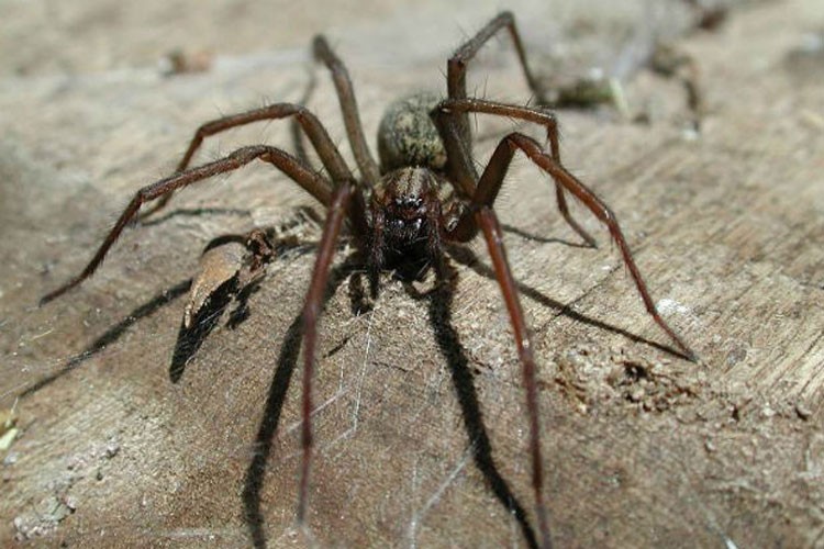 Arañas gigantes invaden casas del Reino Unido