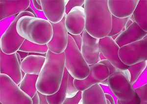 Bacterias del vino