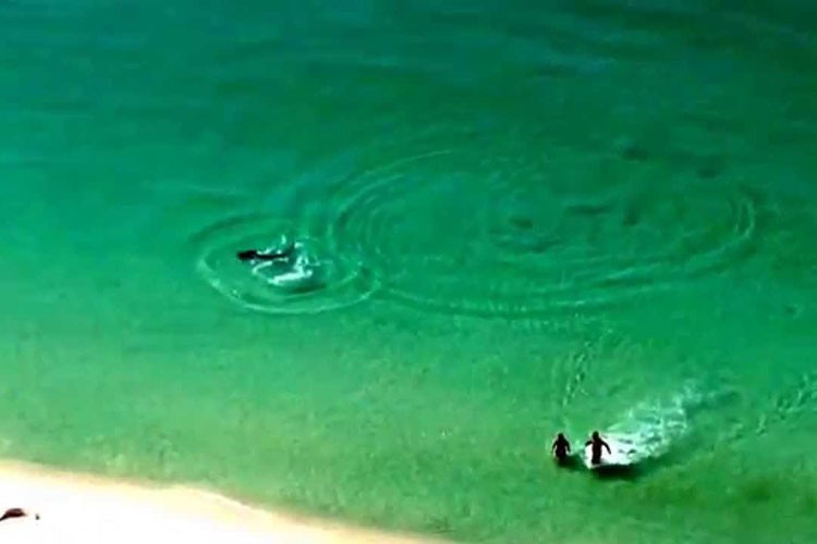 Captaron un tiburón acercándose a dos bañistas