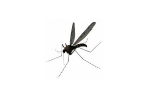Mosquito