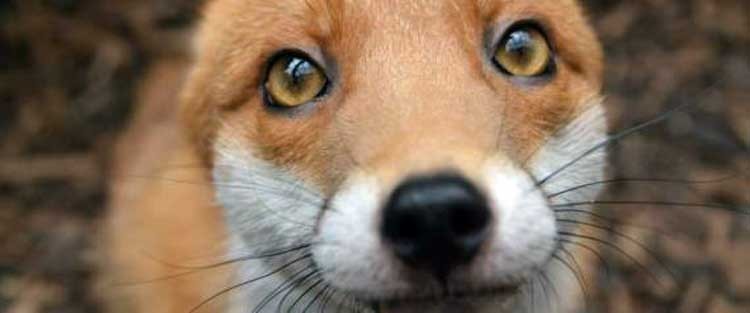 Zorra ridículamente fotogénica