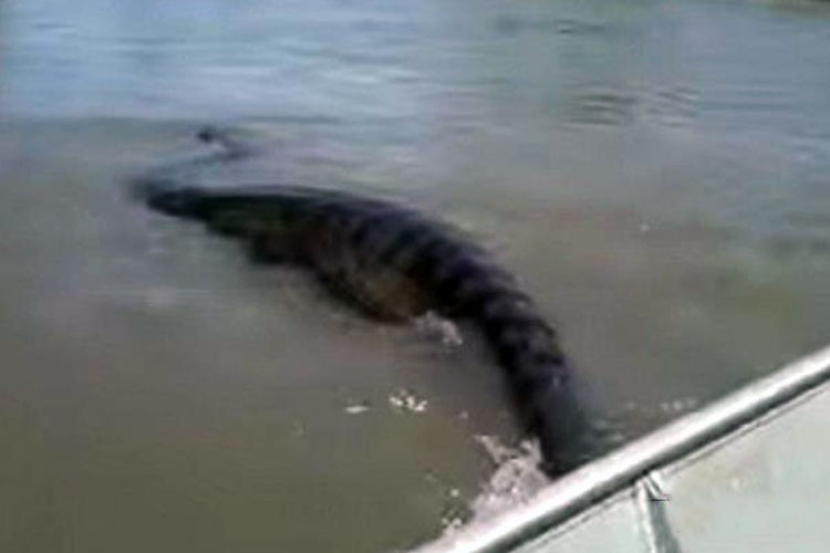 persiguen y atrapan a una anaconda gigante